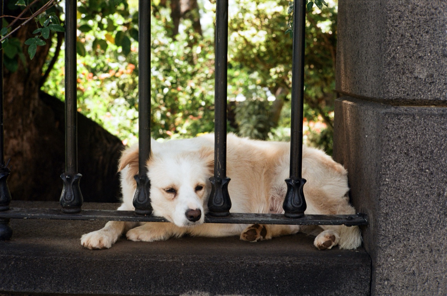 Dog resting through iron gate