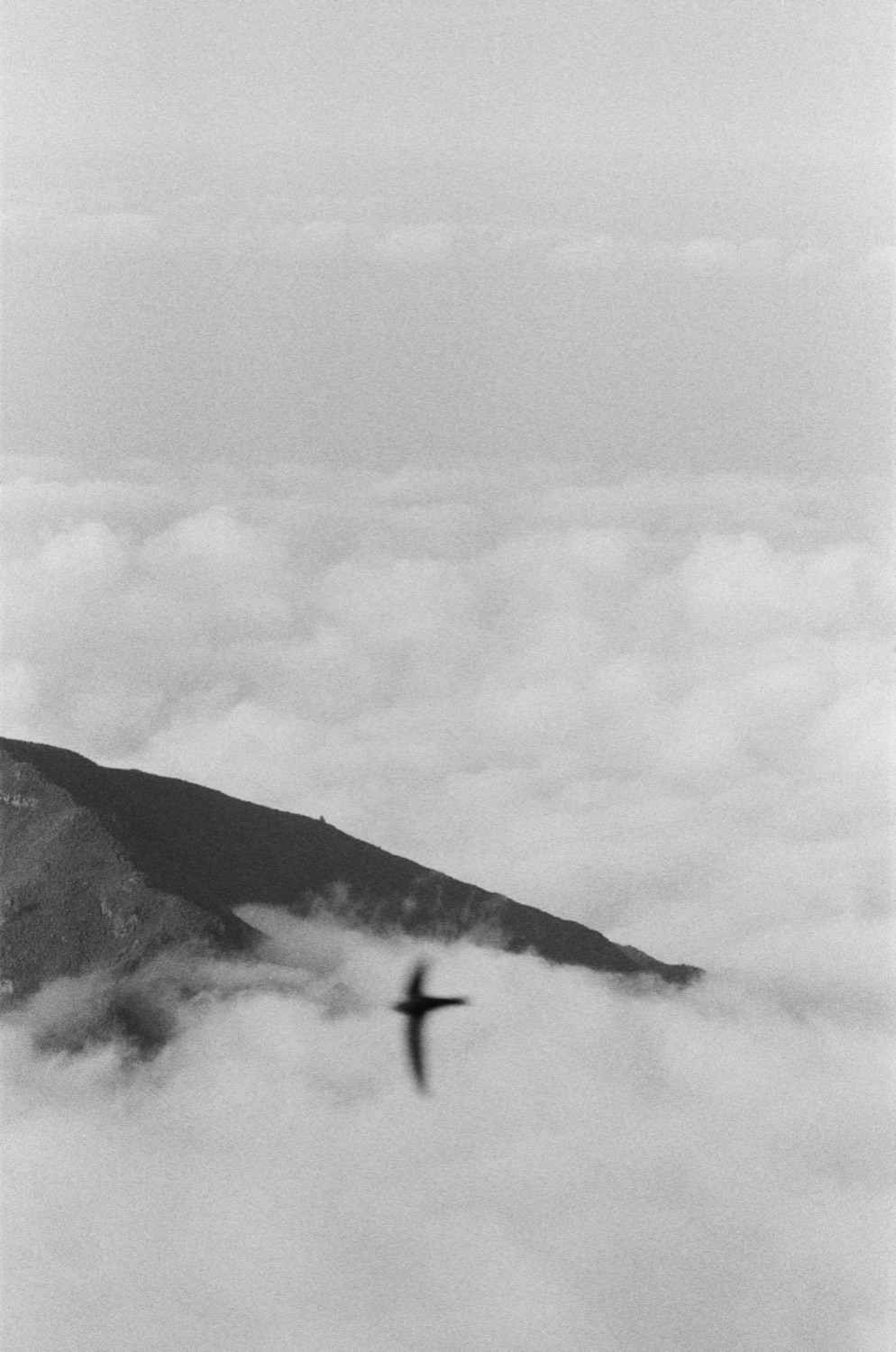 Bird silhouette above clouds, black and white
